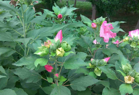 1688220902188104.png image.png