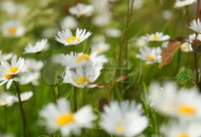 ​悲剧造句,用悲剧怎么造句