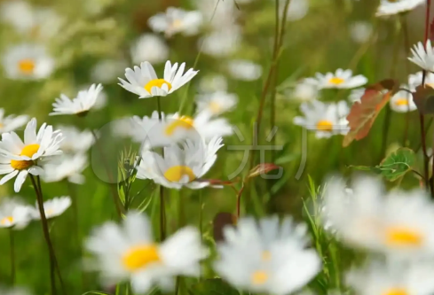 1688221068757260.png image.png