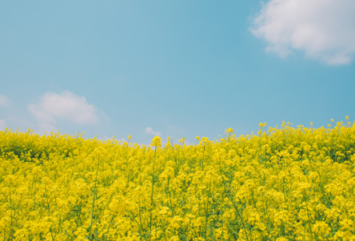 ​封官许愿造句,用封官许愿怎么造句