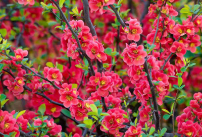 ​万死不辞造句,用万死不辞怎么造句