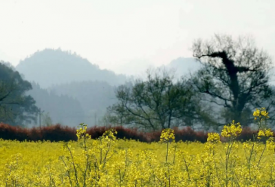 ​桥造句,用桥怎么造句