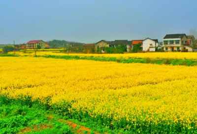 ​鸡鸣狗盗造句,用鸡鸣狗盗怎么造句