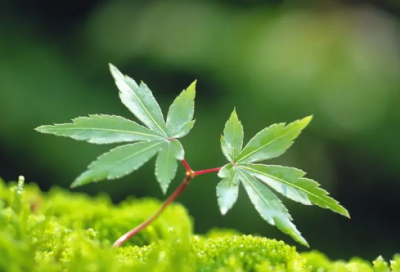 ​都造句,用都怎么造句