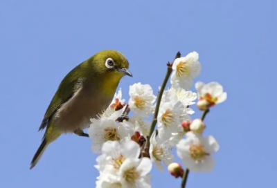​单刀直入造句,用单刀直入怎么造句