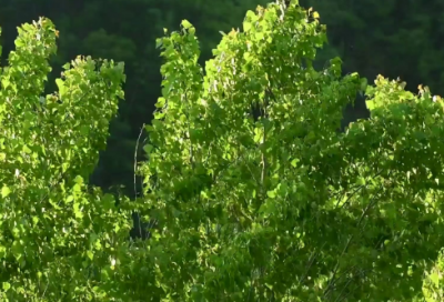​贪生怕死造句,用贪生怕死怎么造句