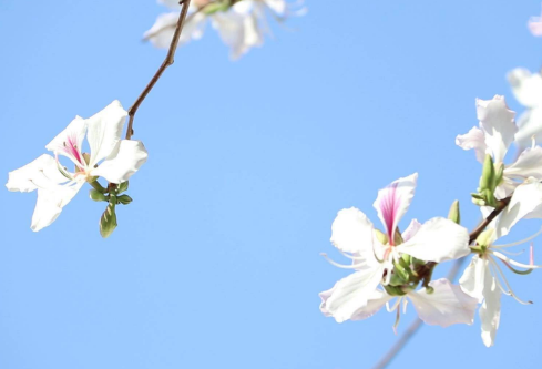 1688231113117114.png image.png