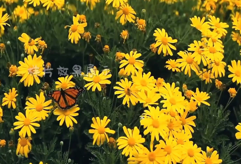 1688231613919980.png image.png