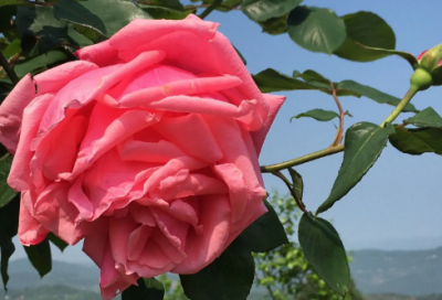 ​不为五斗米折腰造句,用不为五斗米折腰怎么造句