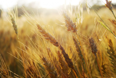 ​这山望着那山高造句,用这山望着那山高怎么造句