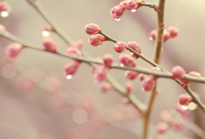 ​前怕狼，后怕虎造句,用前怕狼，后怕虎怎么造句