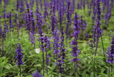 ​风马牛不相及造句,用风马牛不相及怎么造句