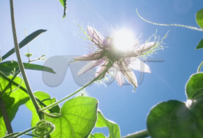 ​胚造句,用胚怎么造句