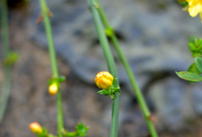 ​肝胆相照造句,用肝胆相照怎么造句