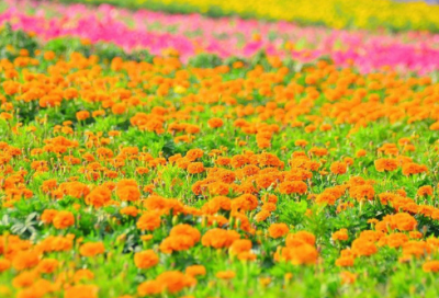 ​年造句,用年怎么造句