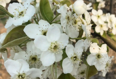 ​撒丫子造句,用撒丫子怎么造句