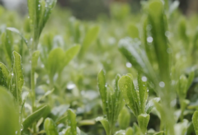 ​顾左右而言他造句,用顾左右而言他怎么造句