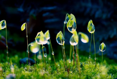 ​小精灵造句,用小精灵怎么造句