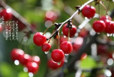 ​勤能补拙造句,用勤能补拙怎么造句