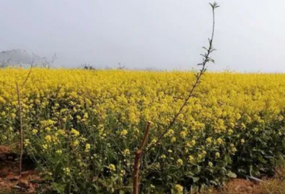 ​莘莘学子造句,用莘莘学子怎么造句
