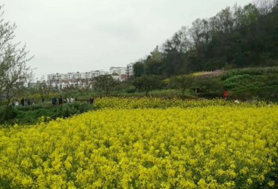 ​书造句,用书怎么造句