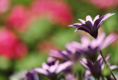 ​棉絮造句,用棉絮怎么造句