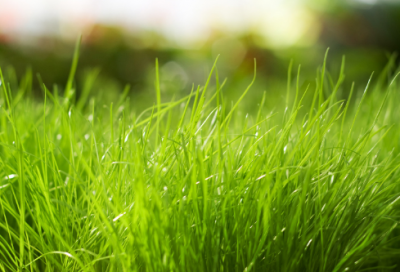 ​植被造句,用植被怎么造句