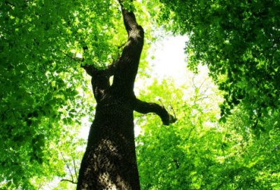 ​棉絮造句,用棉絮怎么造句