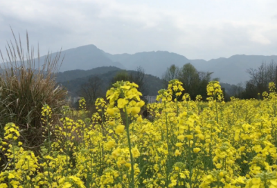 ​伤风败俗造句,用伤风败俗怎么造句