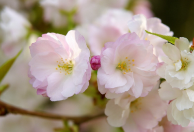​鹅毛大雪造句,用鹅毛大雪怎么造句