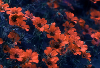 ​愿造句,用愿怎么造句