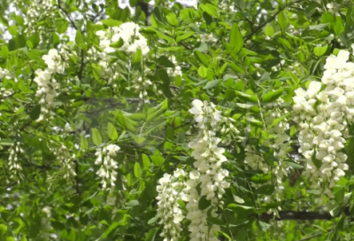 ​戛然而止造句,用戛然而止怎么造句