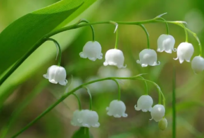 ​闷葫芦造句,用闷葫芦怎么造句