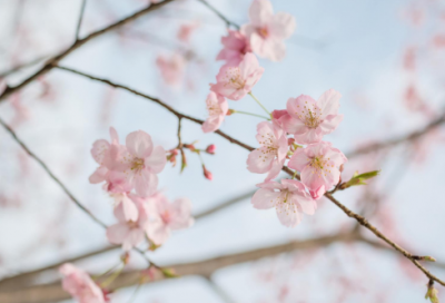 ​军造句,用军怎么造句