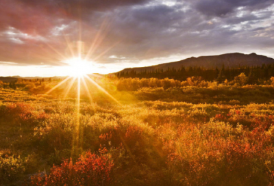 ​义无反顾造句,用义无反顾怎么造句