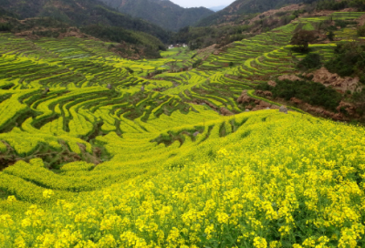 ​小羊造句,用小羊怎么造句