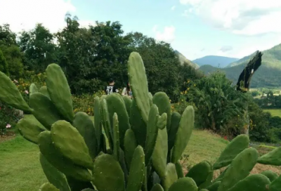 ​今朝有酒今朝醉造句,用今朝有酒今朝醉怎么造句