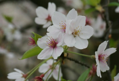 ​龇牙咧嘴造句,用龇牙咧嘴怎么造句