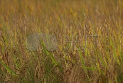 ​孟子简介及代表作品（孟子中的经典名句）