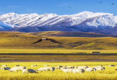 ​早春呈水部张十八员外赏析（早春呈水部张十八员外赏析简短）