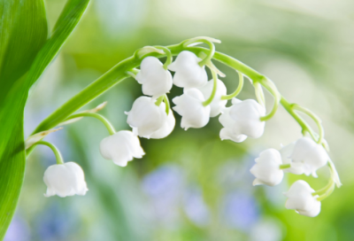 ​红楼梦读后感作文1000字左右