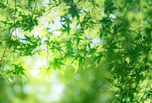 1688519181447264.png image.png