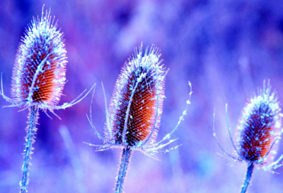 ​《保卫延安》读后感800字