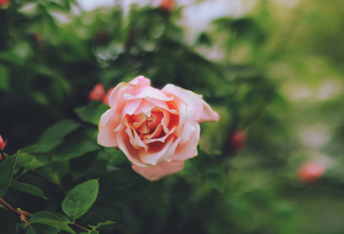 1688542181748552.png image.png