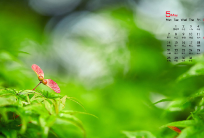 ​危房改造申请书