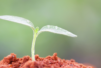 ​草房子读后感