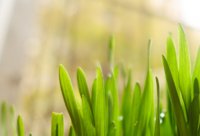 ​西游记读后感100字