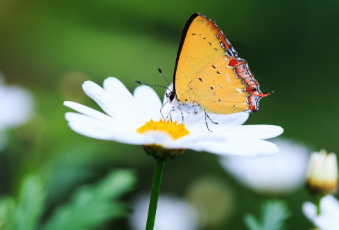 1688582350116434.png image.png