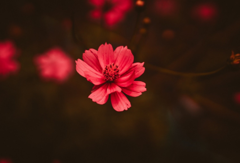 1688583208430319.png image.png