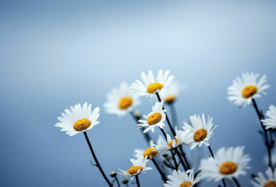 ​流向造句,用流向怎么造句